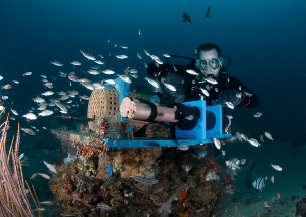 ‘Like an underwater national park’: Catching up with Gray’s Reef National Marine Sanctuary superintendent Stan Rogers