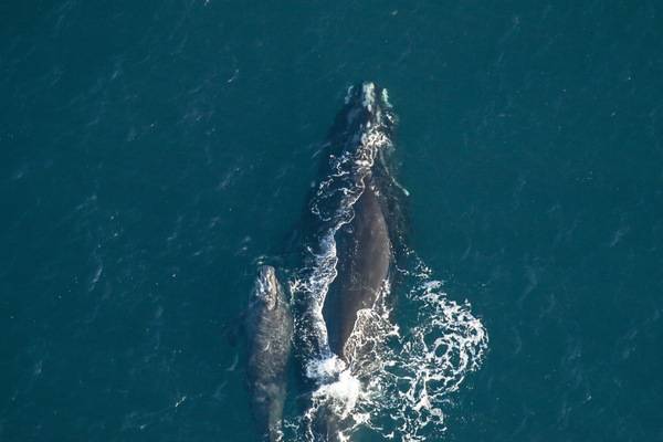 A whale of a homecoming: Whale Week 4.0 welcomes home the North Atlantic right whale to Georgia’s coast