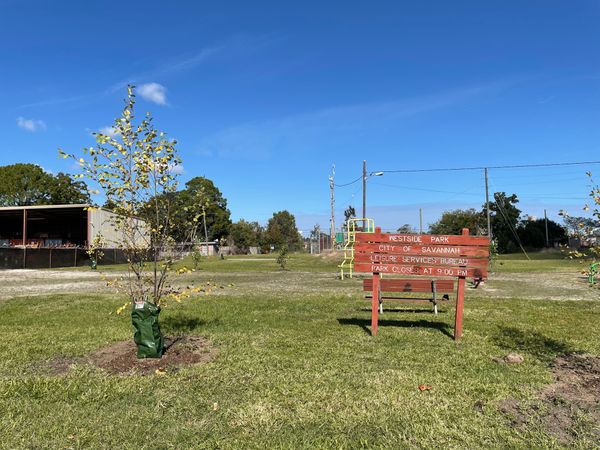 Keeper of the trees: Savannah Tree Foundation celebrates 40 years in 2022, plans for the future