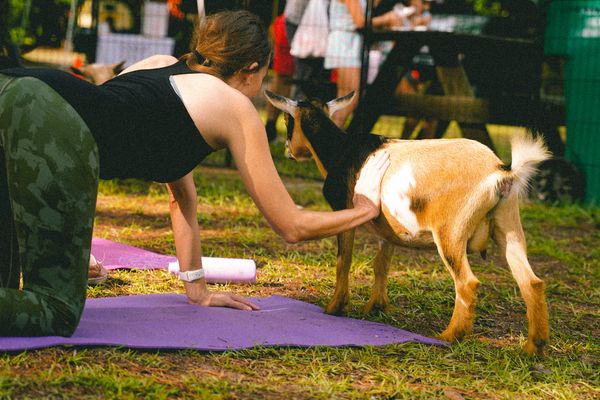 Downward...goat? Little J's Farm brings goat yoga to the people