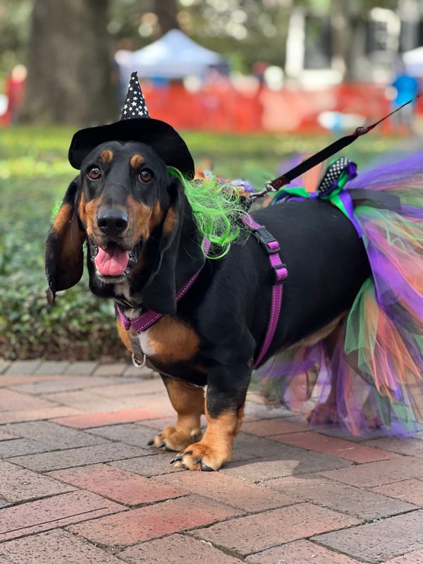 Wag-O-Ween returns for 17th year of doggone fun