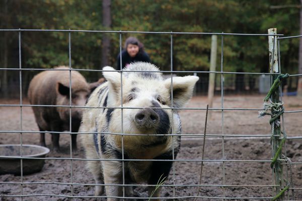 Wallow in the Woods gives pigs a new home
