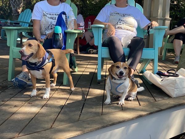 Dogs on the (other) beach: Annual Hilton Head dog walk takes place this weekend