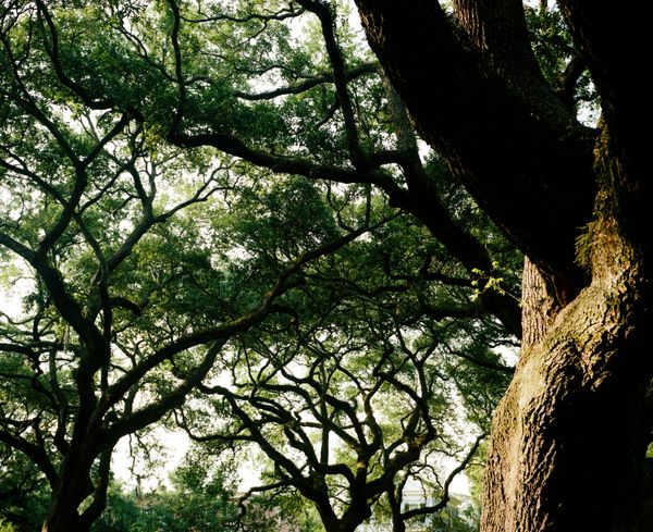 Savannah goes green again with return of Earth Day celebration in Daffin Park