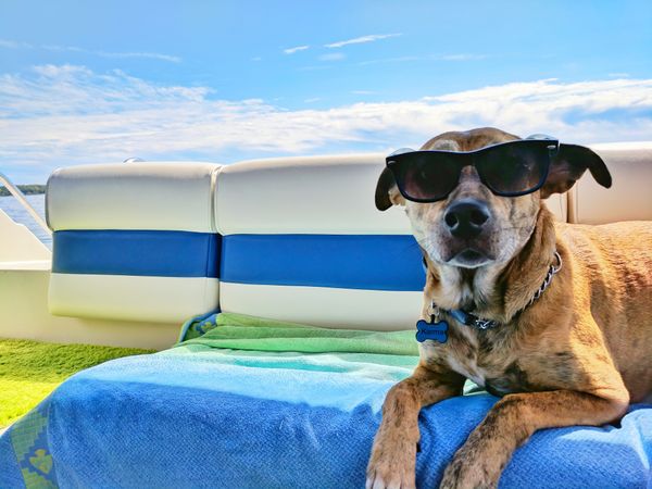 The Dog Days of Summer: Pooch friendly activities in Savannah