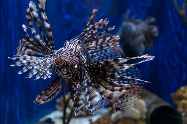 Savannah’s Aquarium: the hidden gem of the UGA Marine Extension and Georgia Sea Grant