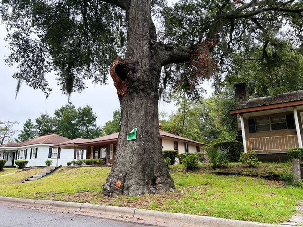 Savannah’s Forest City landscape is changing