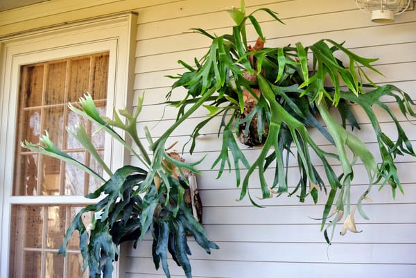 Learn to mount a staghorn fern with STUMP Savannah and Service Brewing