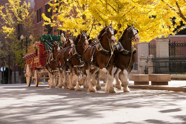 Learn about the Budweiser Clydesdales before their return to the St. Patrick's Day Parade
