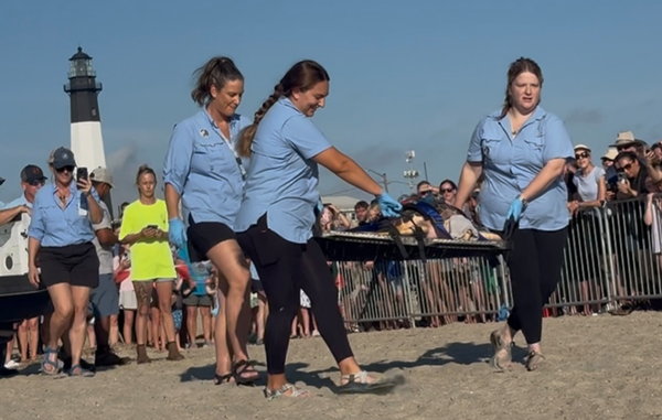 Free Westie! Celebrity sea turtle's release celebrated on Tybee