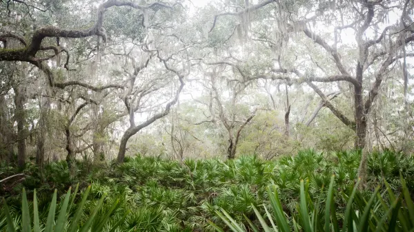 Cumberland Island gets reprieve from controversial land swap proposal