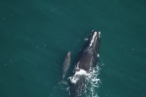 Right whales further threatened by drive to reduce regulation on business